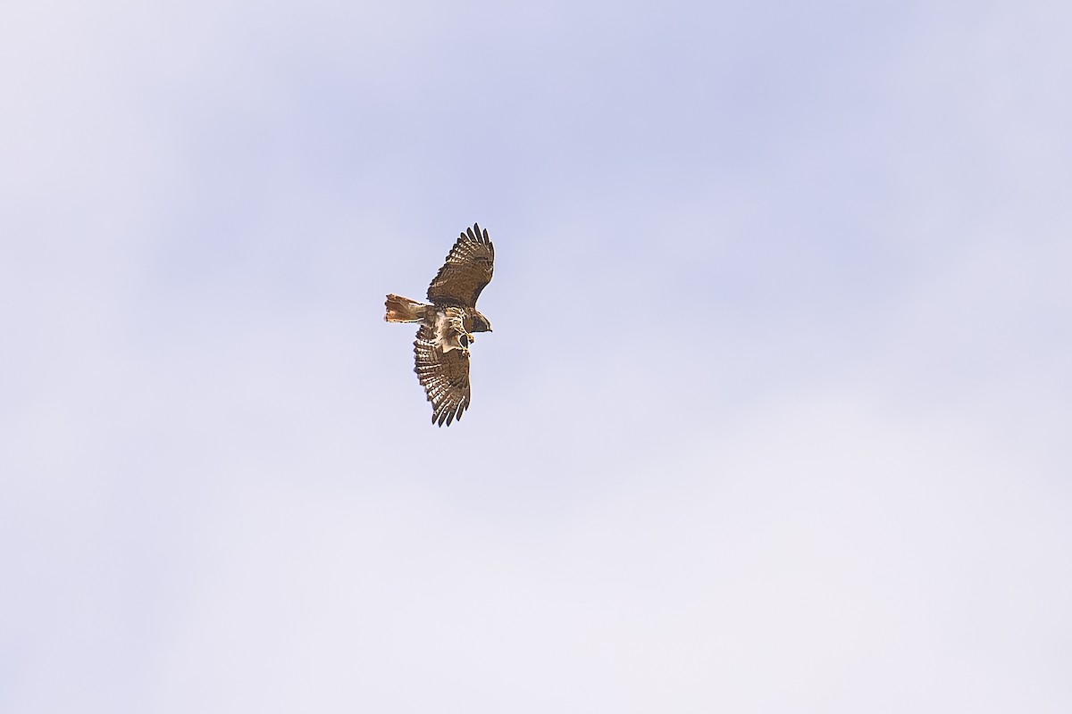 Red-tailed Hawk - ML642889504
