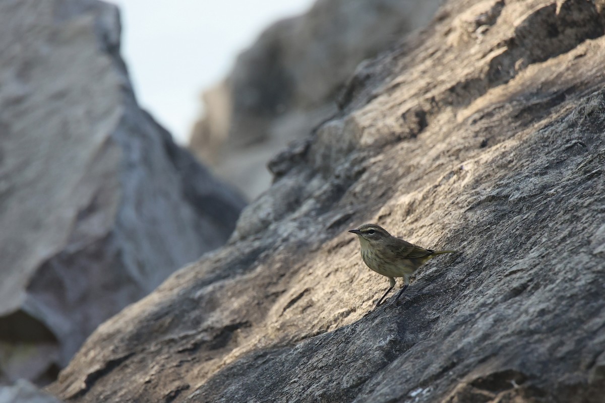 Palm Warbler - ML642889508