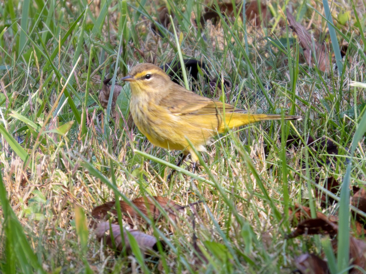 Palm Warbler - ML642889509