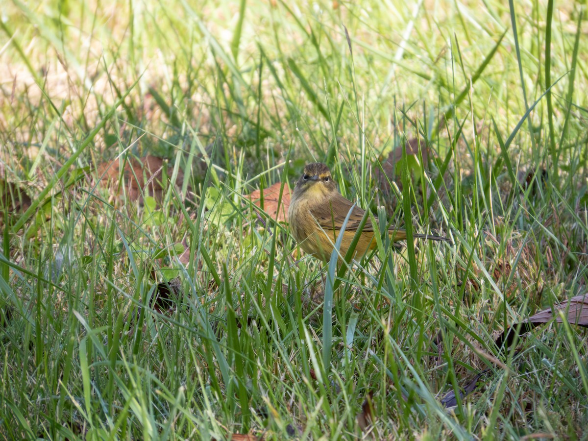 Palm Warbler - ML642889510