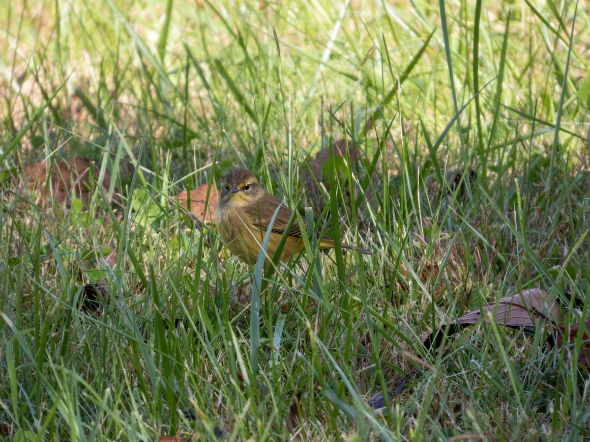 Palm Warbler - ML642889511
