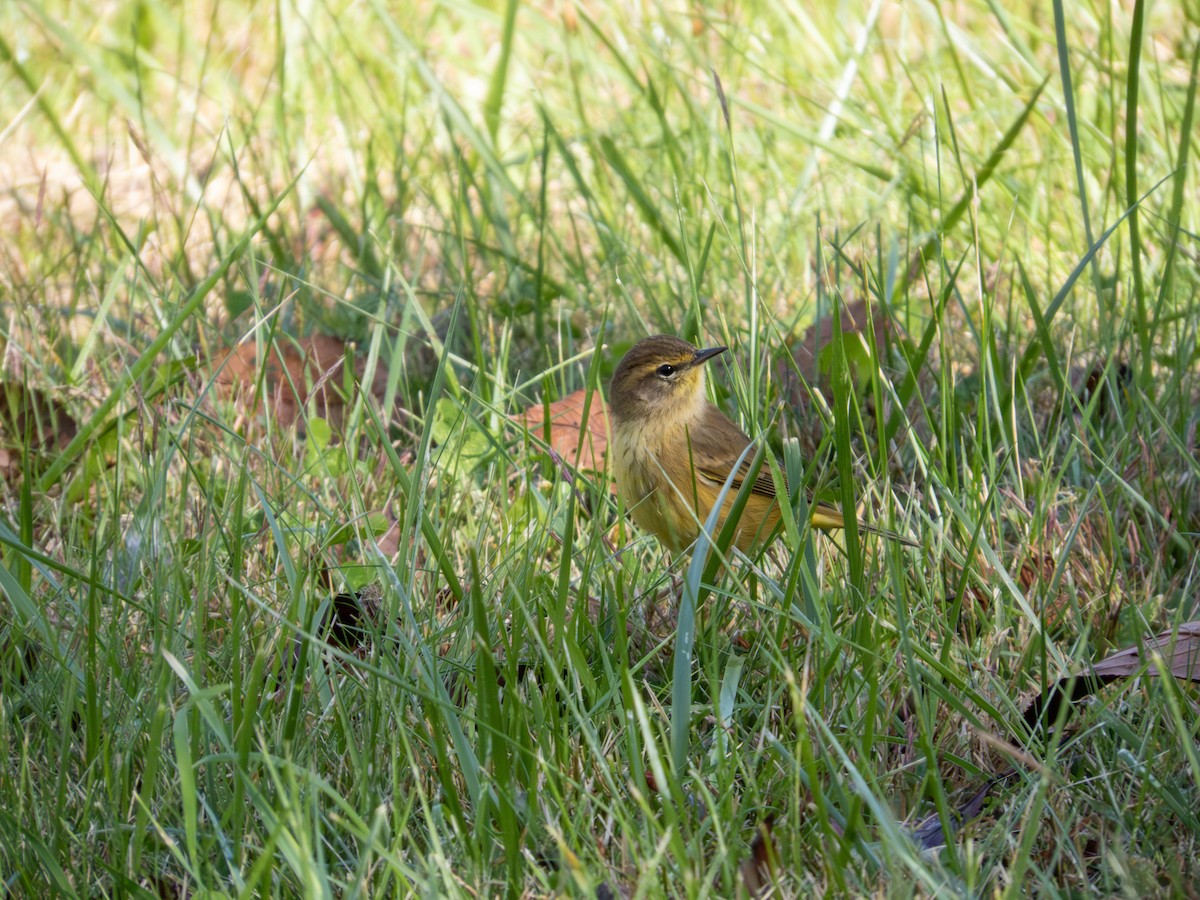 Palm Warbler - ML642889512