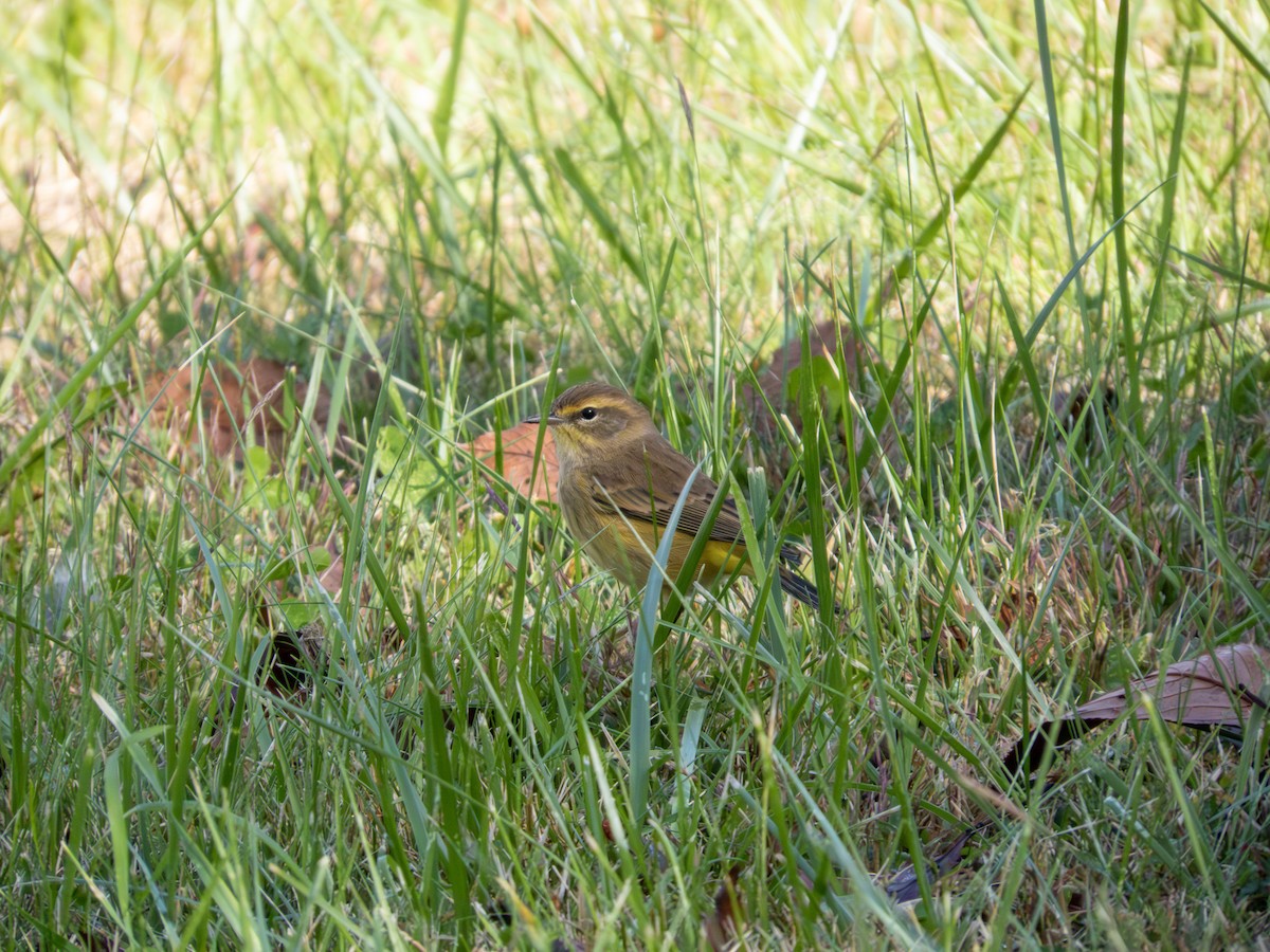 Palm Warbler - ML642889513