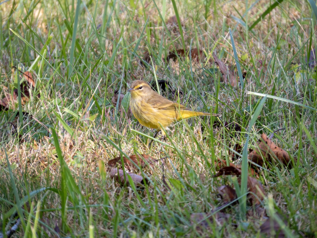 Palm Warbler - ML642889514