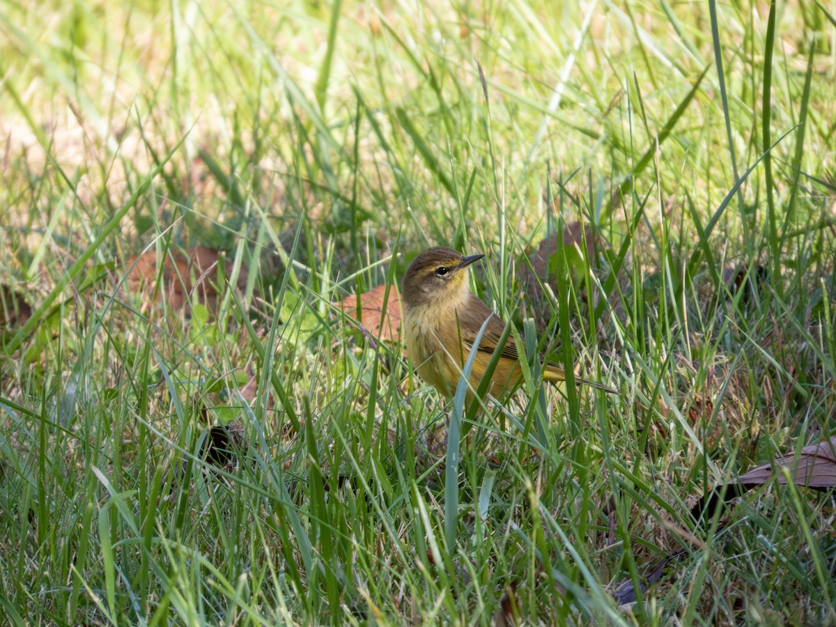 Palm Warbler - ML642889516