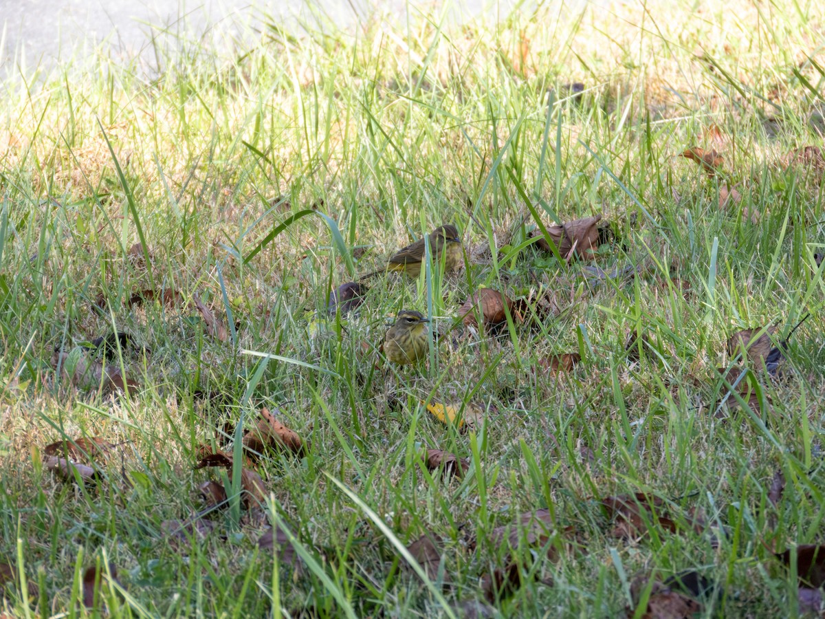 Palm Warbler - ML642889518