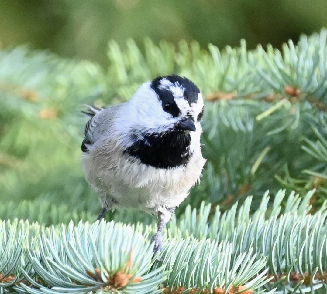Mountain Chickadee - ML642889519