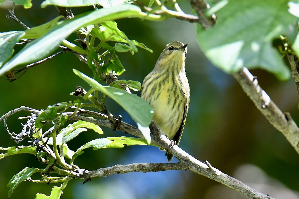 Cape May Warbler - ML642889524