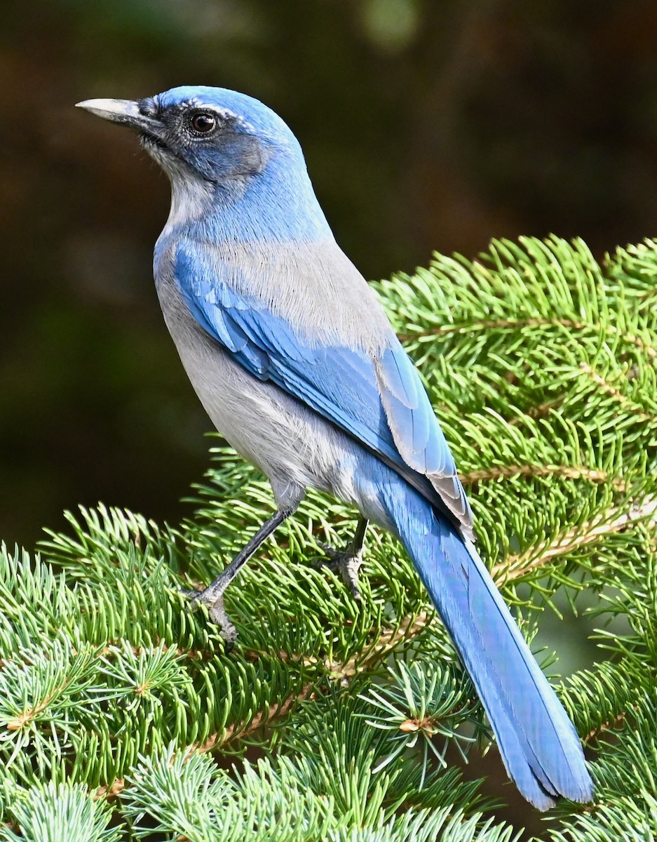 Woodhouse's Scrub-Jay - ML642889525