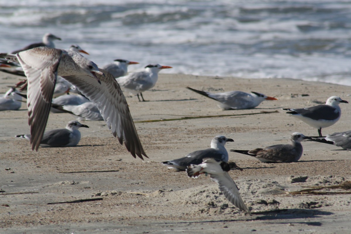 Ruddy Turnstone - ML642889526