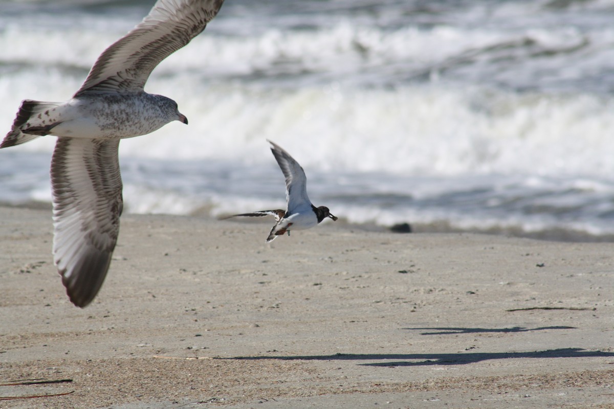 Ruddy Turnstone - ML642889527