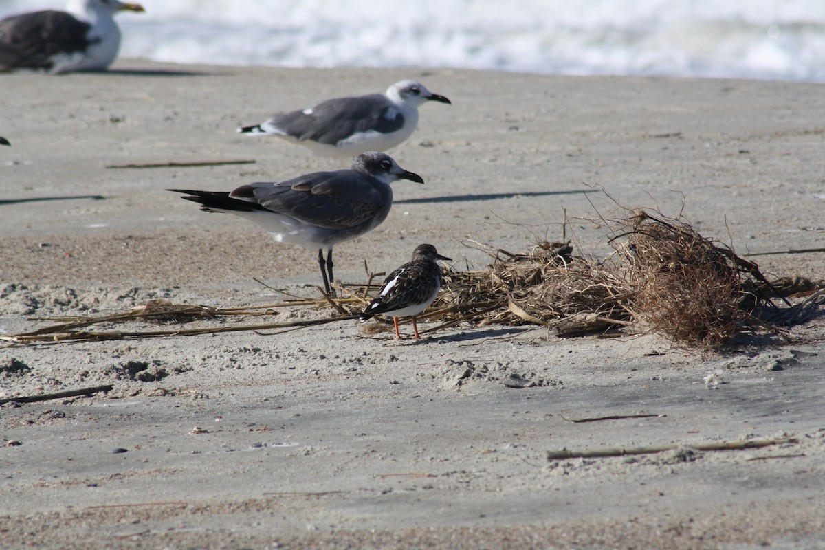 Ruddy Turnstone - ML642889529