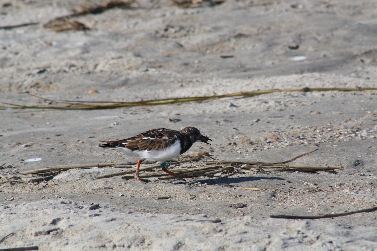 Ruddy Turnstone - ML642889531