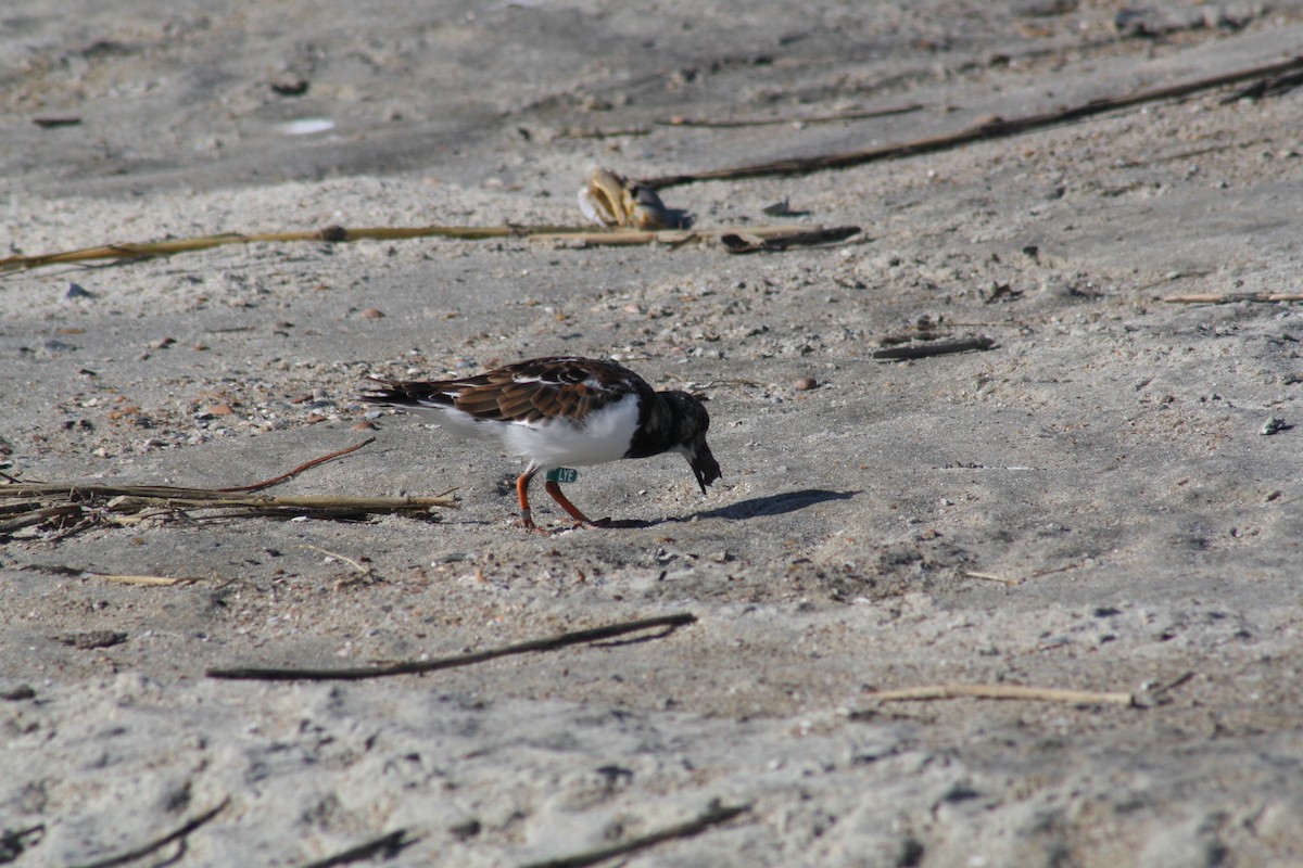 Ruddy Turnstone - ML642889532