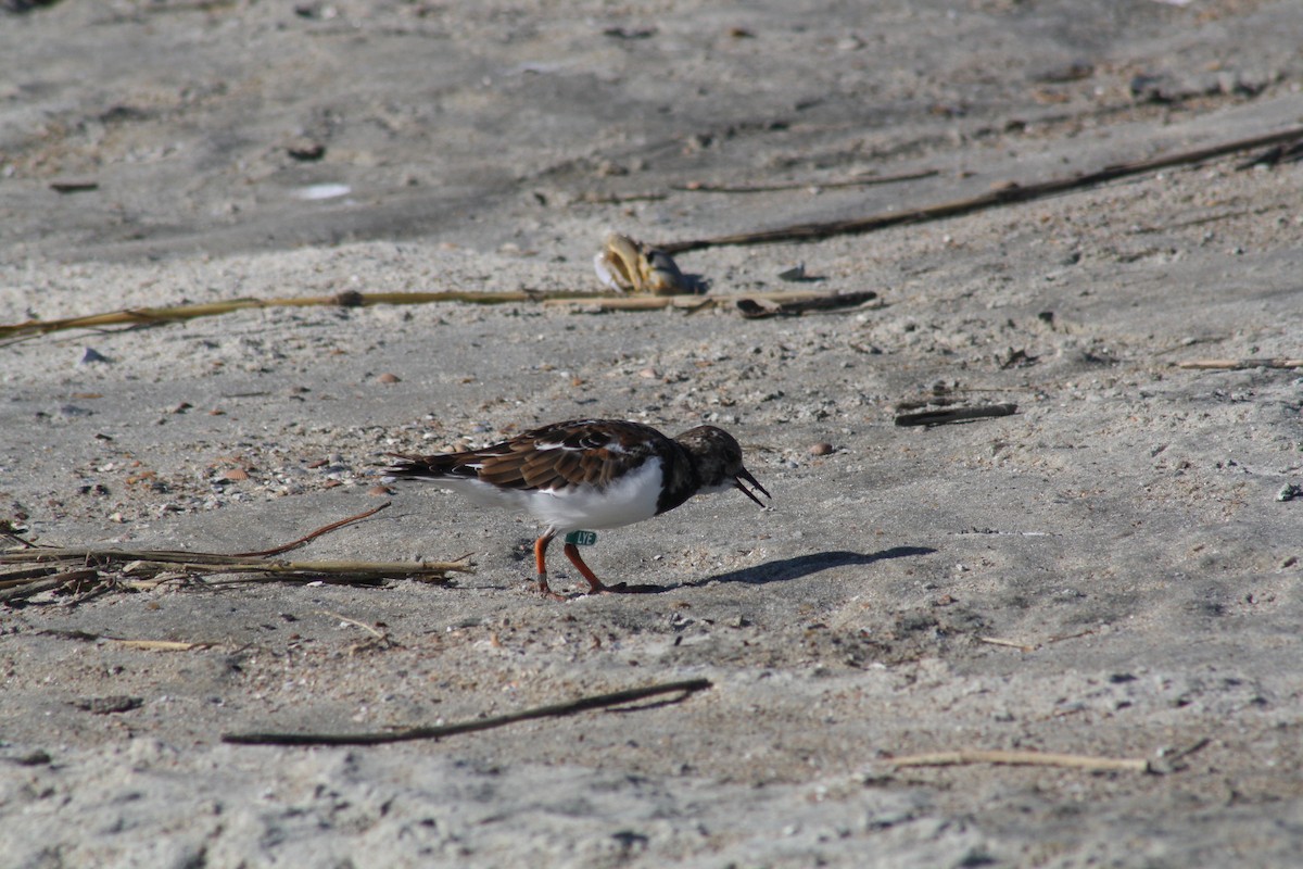 Ruddy Turnstone - ML642889533