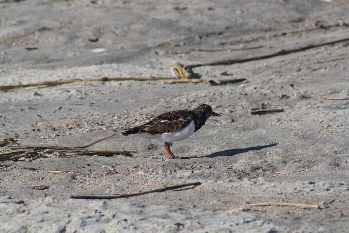 Ruddy Turnstone - ML642889534