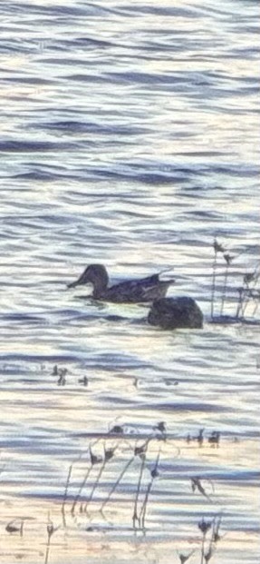 dabbling duck sp. - ML642889544
