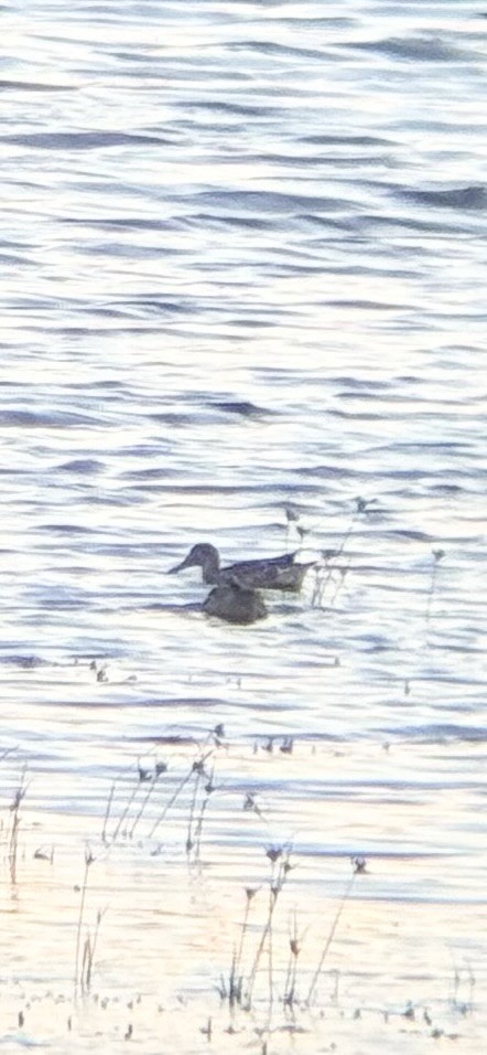 dabbling duck sp. - ML642889545