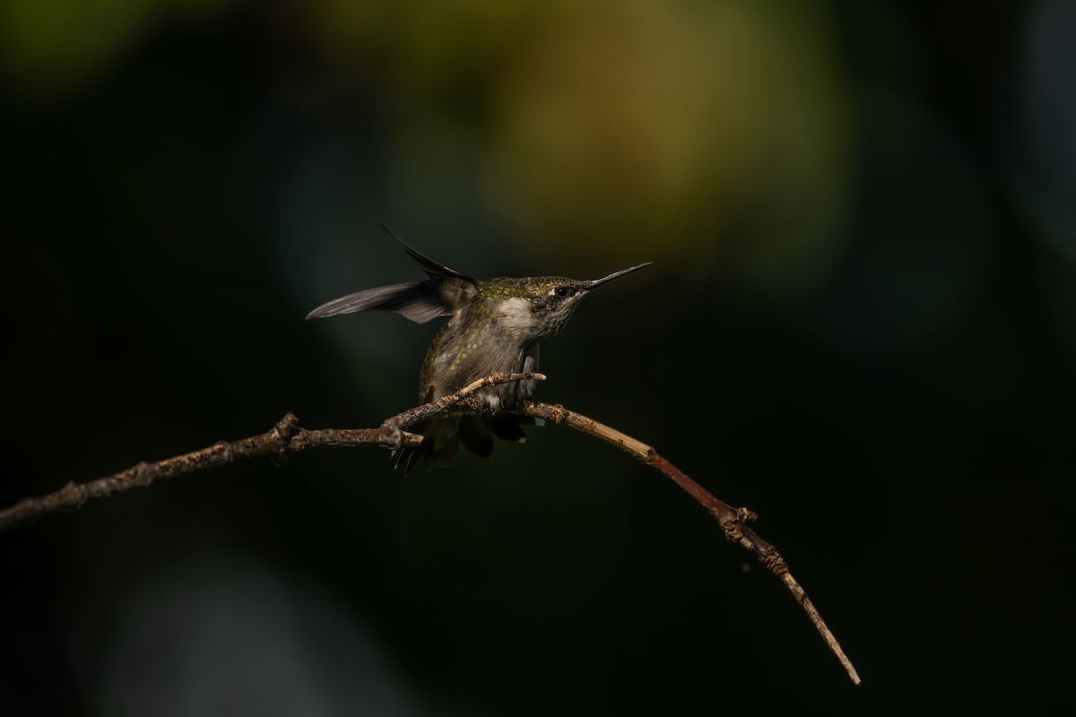 Ruby-throated Hummingbird - ML642889546