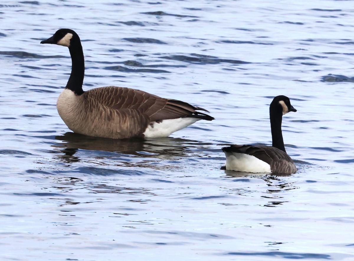 Canada Goose - ML642889547