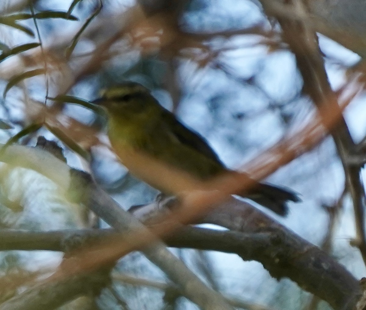 Tennessee Warbler - ML642889548