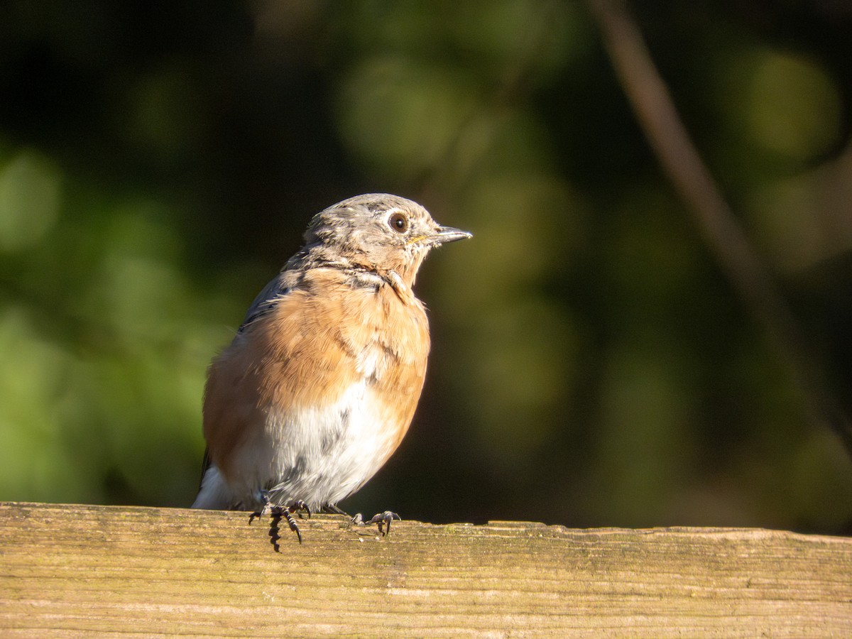 Eastern Bluebird - ML642889549