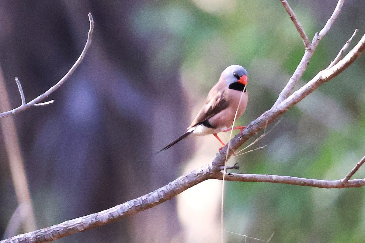 Long-tailed Finch - ML642889550