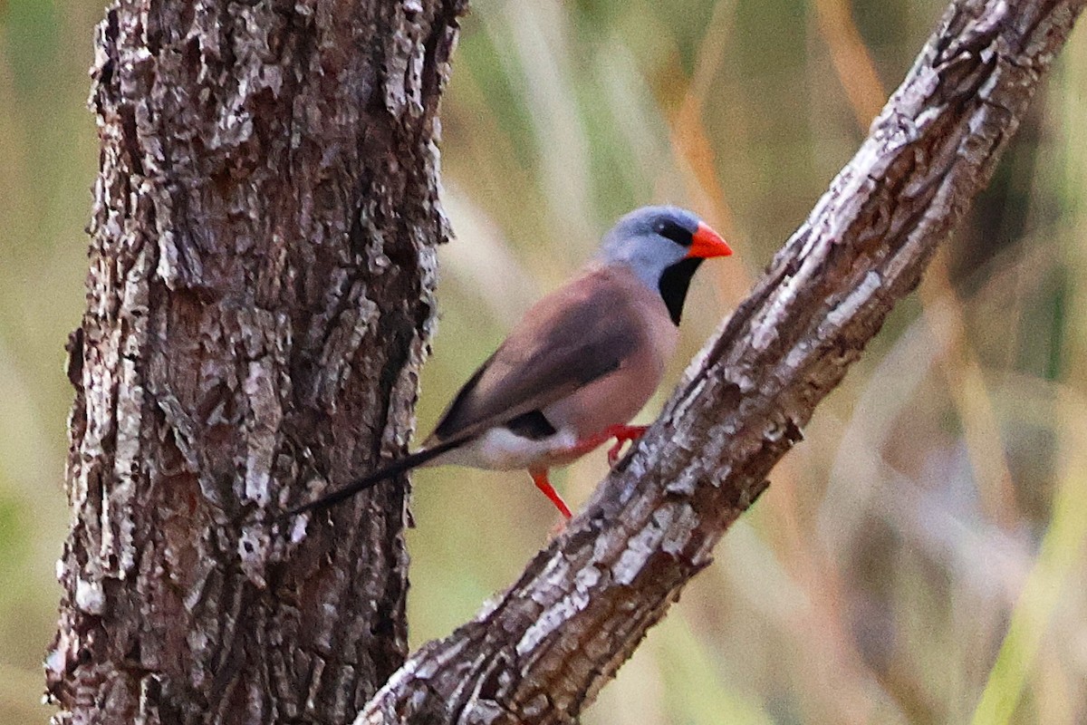 Long-tailed Finch - ML642889551