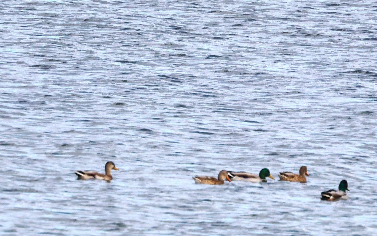 Mallard - ML642889552
