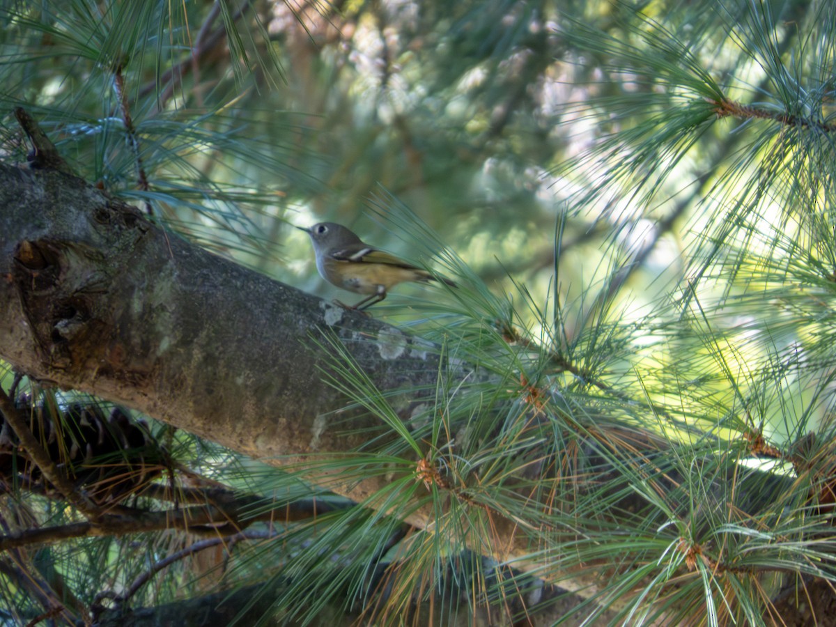 Ruby-crowned Kinglet - ML642889553