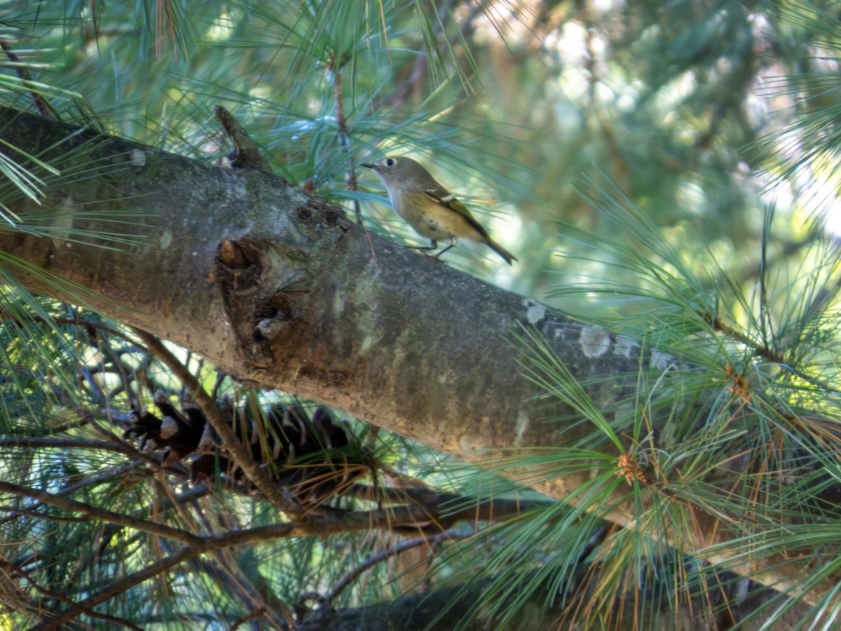 Ruby-crowned Kinglet - ML642889554