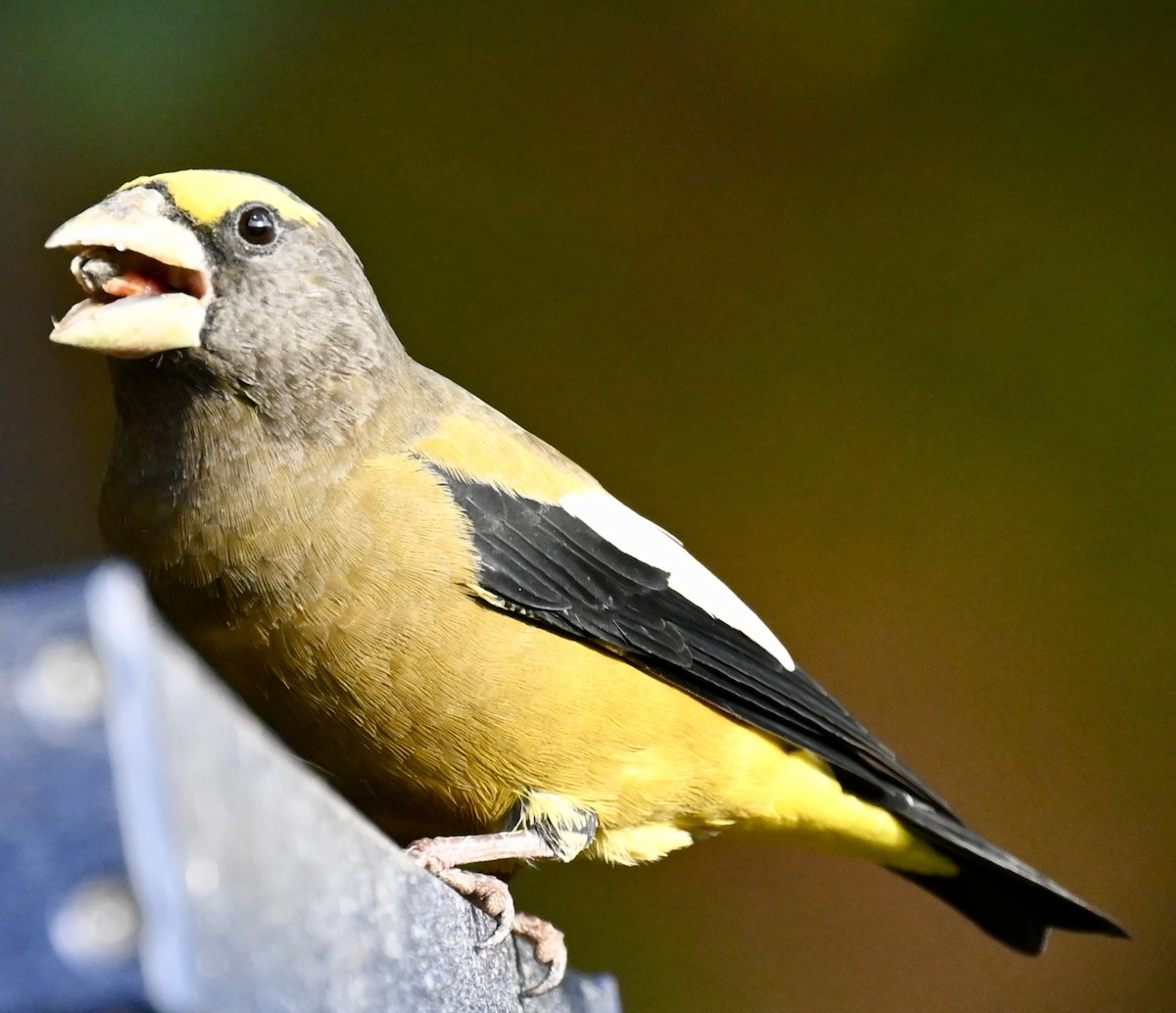 Evening Grosbeak - ML642889555