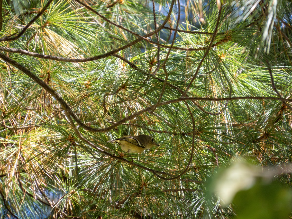 Ruby-crowned Kinglet - ML642889556