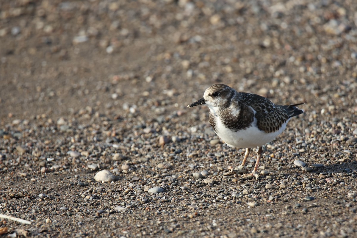Ruddy Turnstone - ML642889557