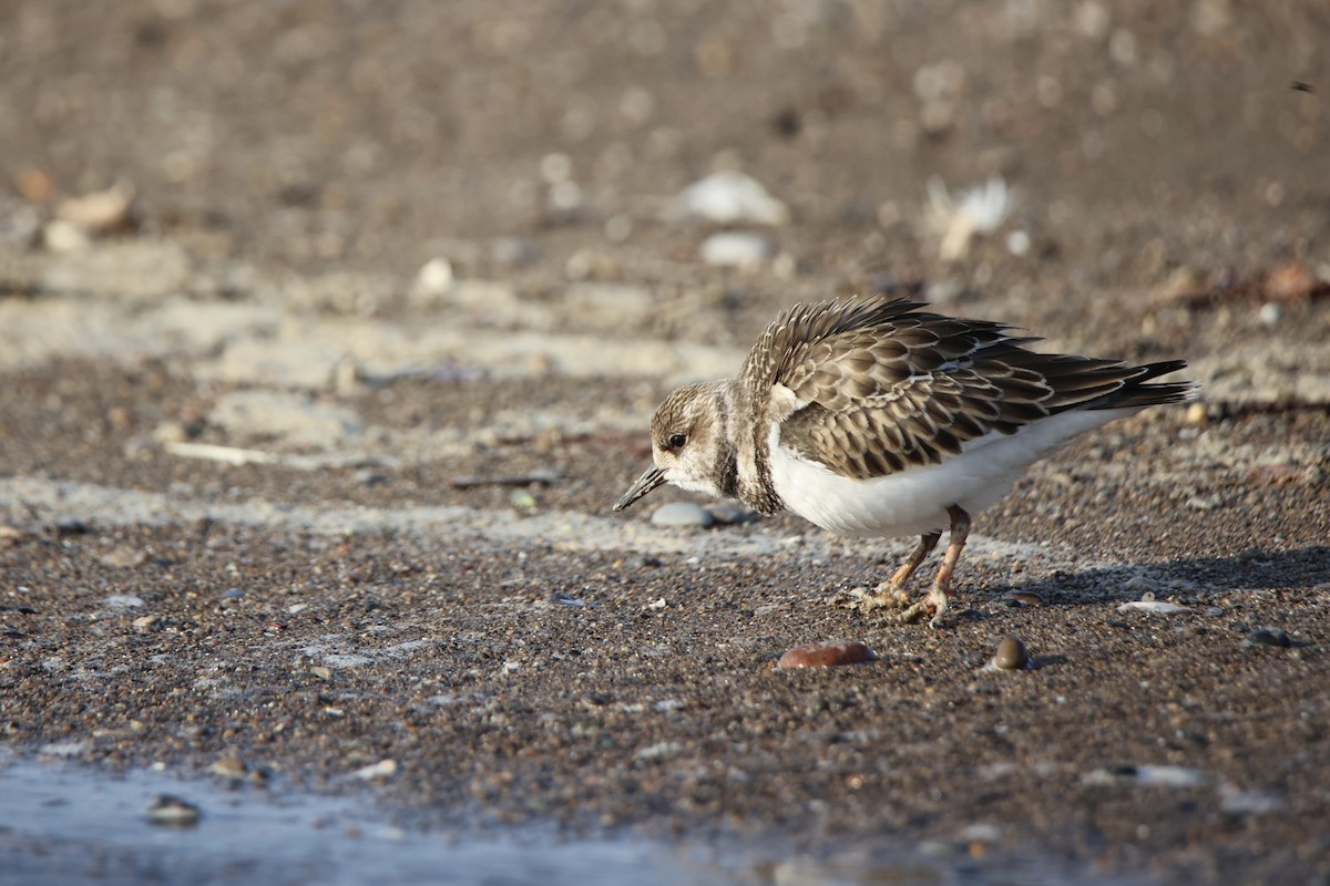 Ruddy Turnstone - ML642889558