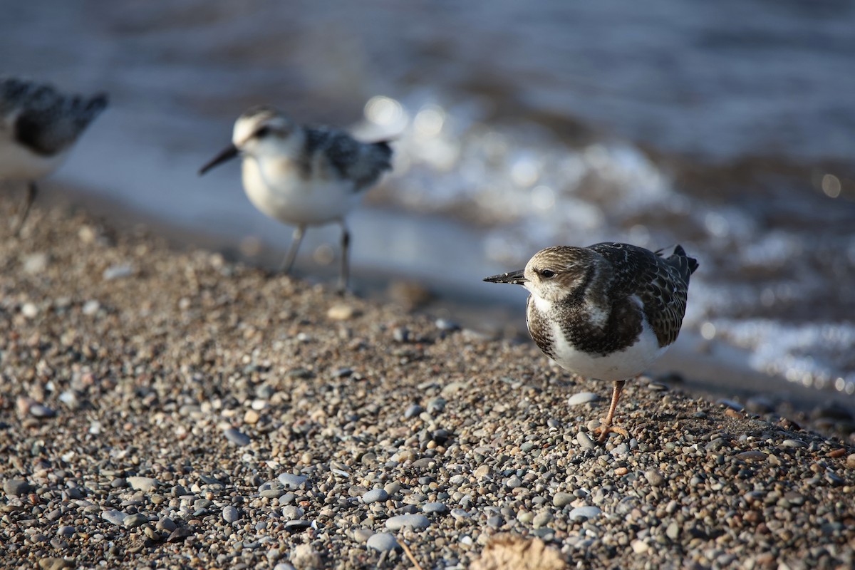 Ruddy Turnstone - ML642889559