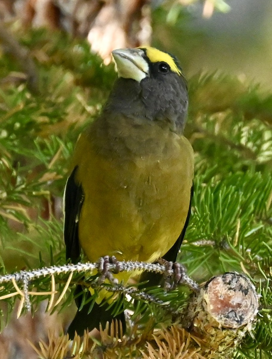 Evening Grosbeak - ML642889562