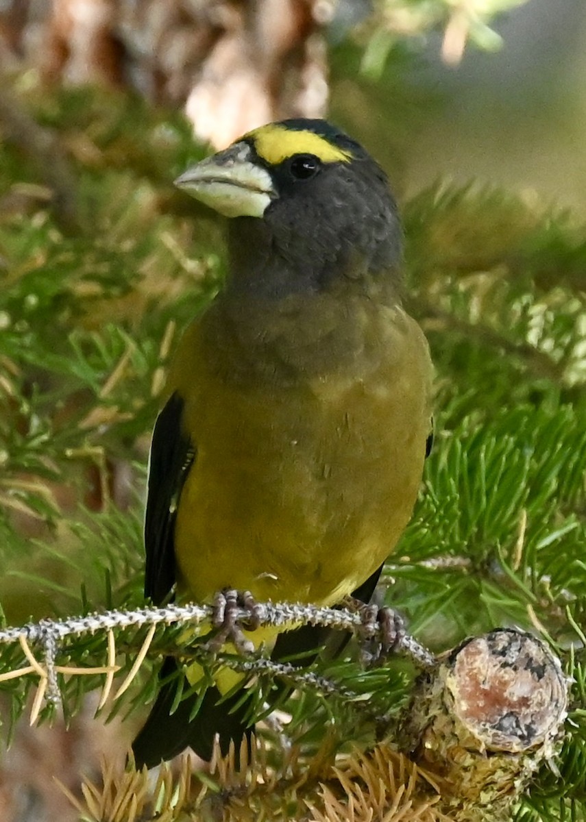 Evening Grosbeak - ML642889563