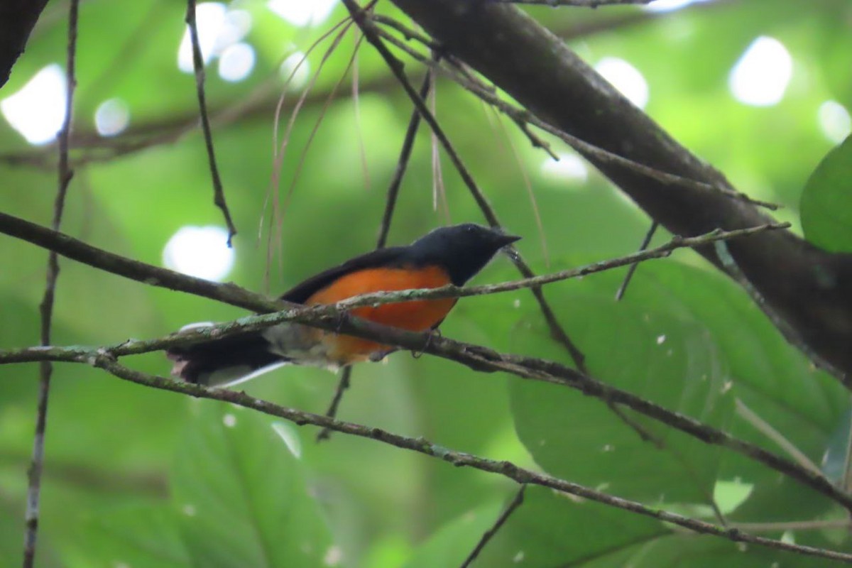 Slate-throated Redstart - ML642889569