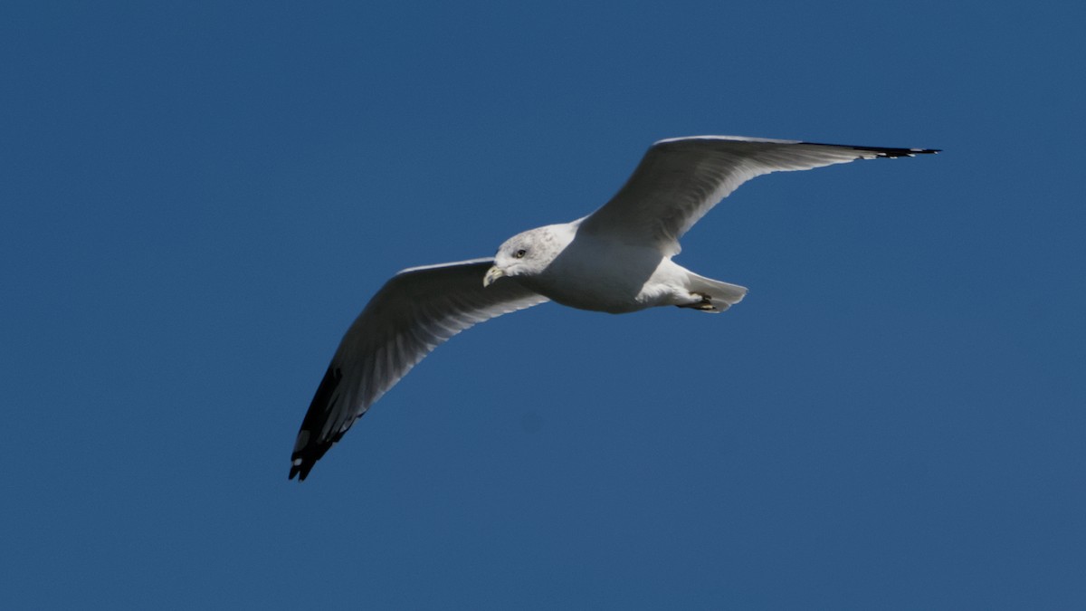Ring-billed Gull - ML642889573