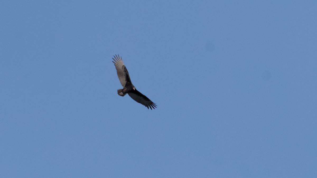 Turkey Vulture - ML642889575