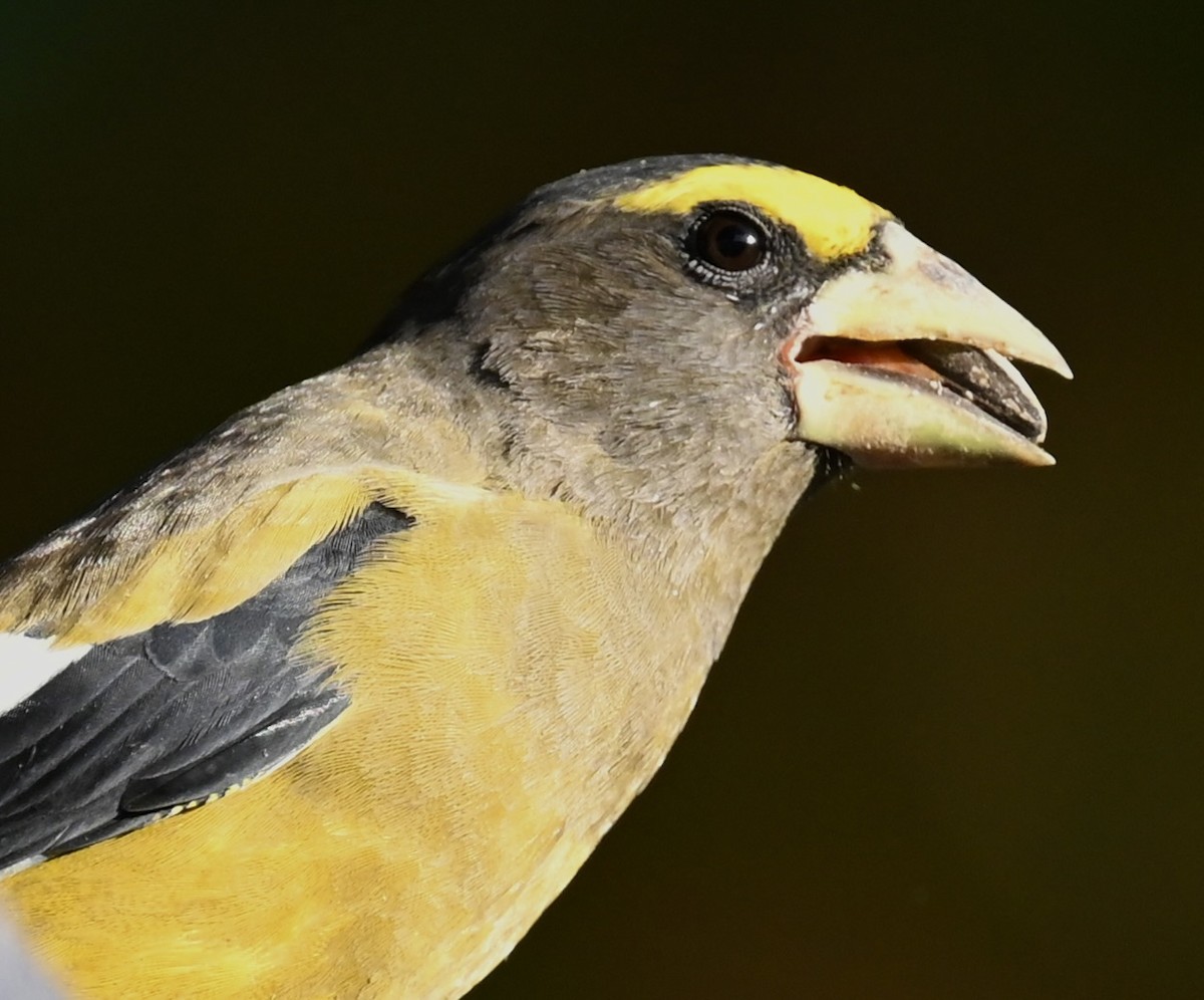 Evening Grosbeak - ML642889576