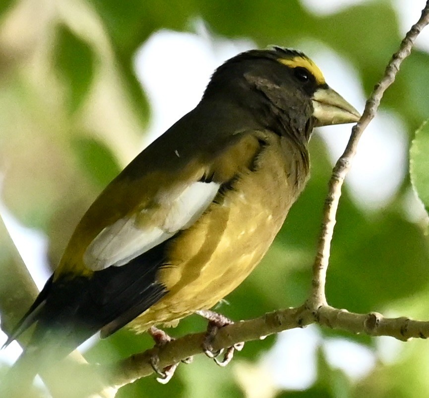 Evening Grosbeak - ML642889579