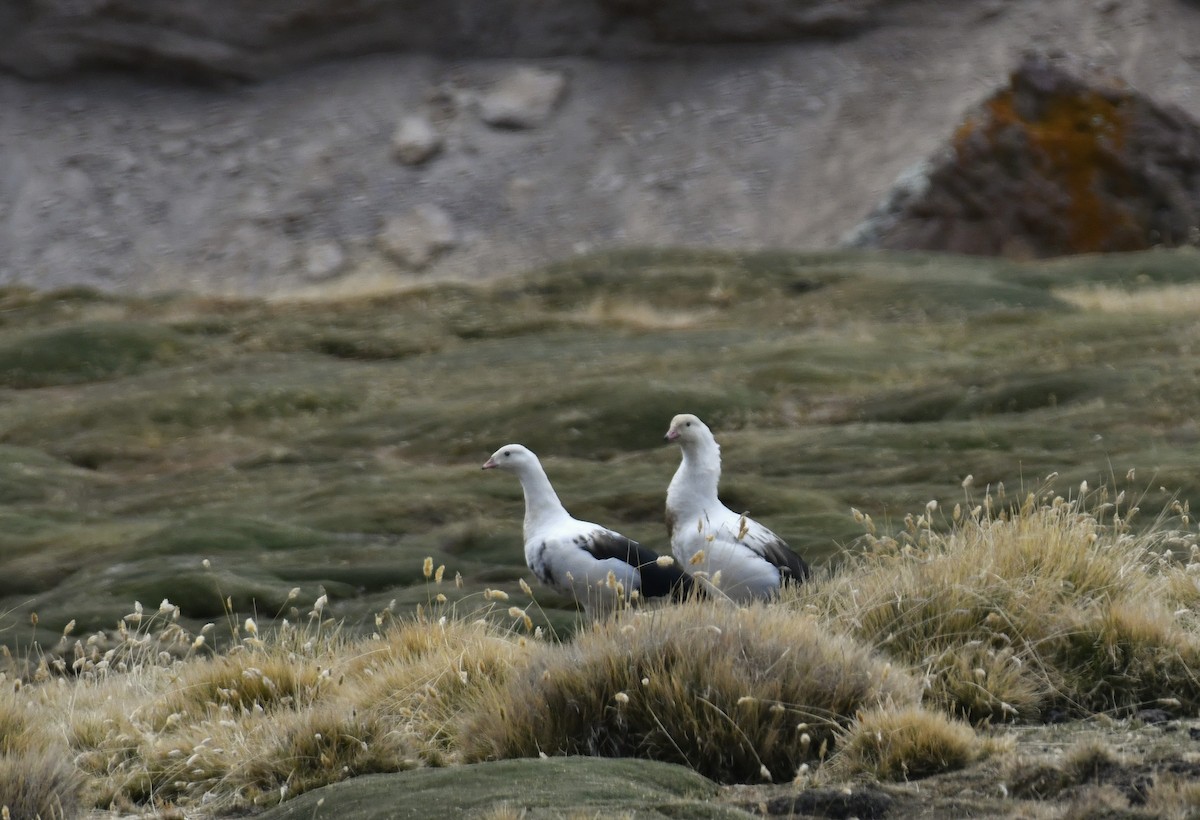 Andean Goose - ML642889581