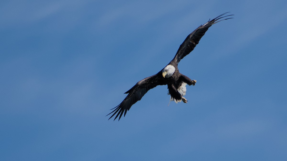 Bald Eagle - ML642889583