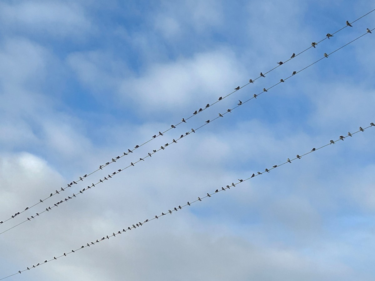 Violet-green Swallow - ML642889586