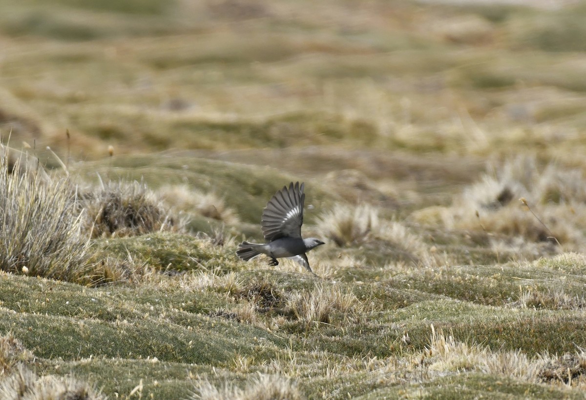 Glacier Finch - ML642889589