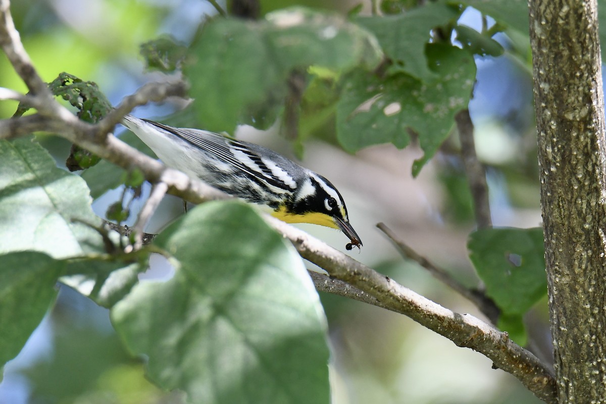 Goldkehl-Waldsänger - ML642889602