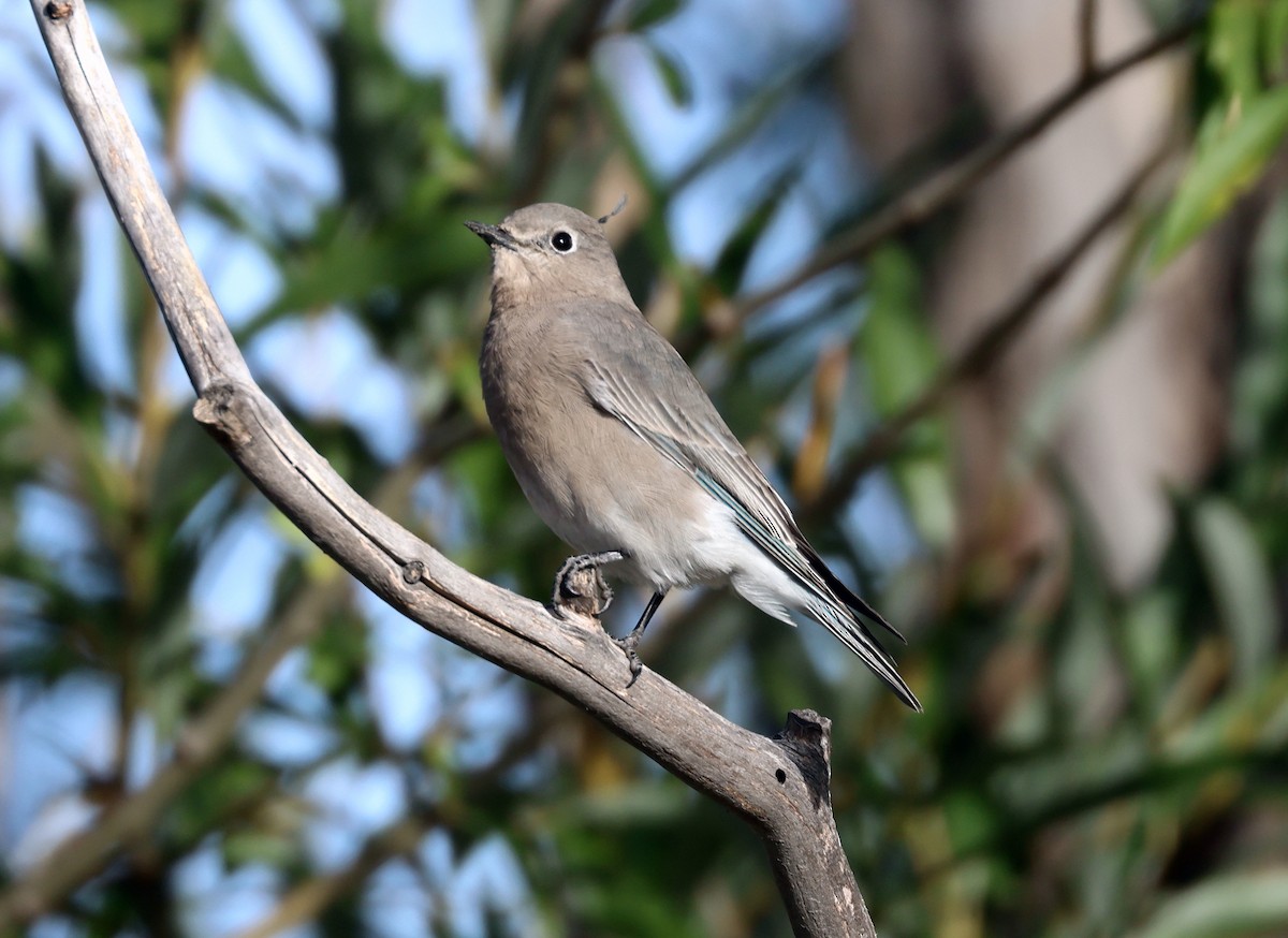 Mountain Bluebird - ML642889604