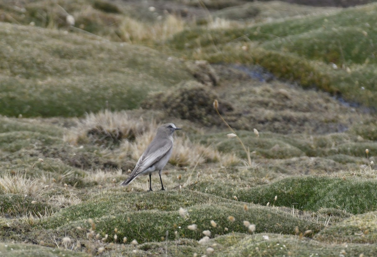 White-fronted Ground-Tyrant - ML642889607